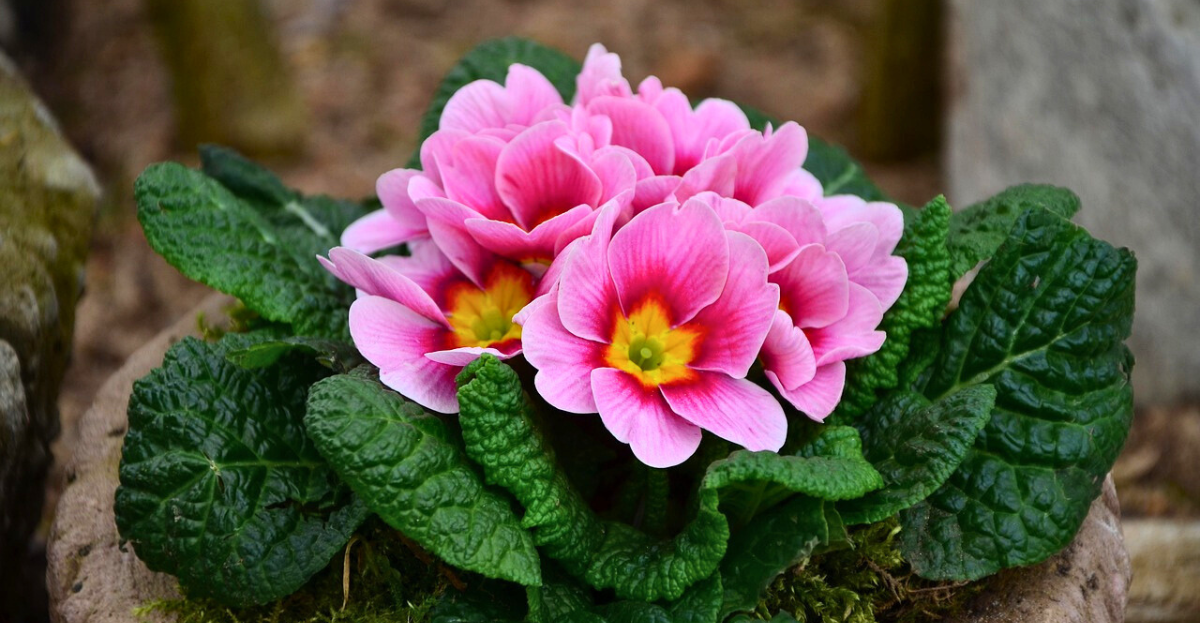 Primrose flowers